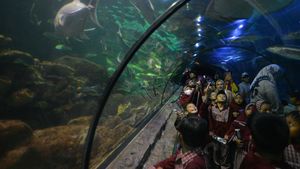 Destinasi Libur Nataru di Sea World Ancol