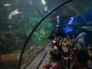 Destinasi Libur Nataru di Sea World Ancol Destinasi Libur Nataru di Sea World Ancol