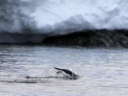 Benarkah Es Kutub yang Mencair Bisa Mengubah Rotasi Bumi? Ini Kata Peneliti