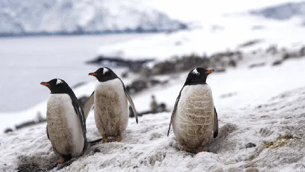 Bingkai Sepekan: Bumi Makin Panas, Penghuni Perlu Was-was