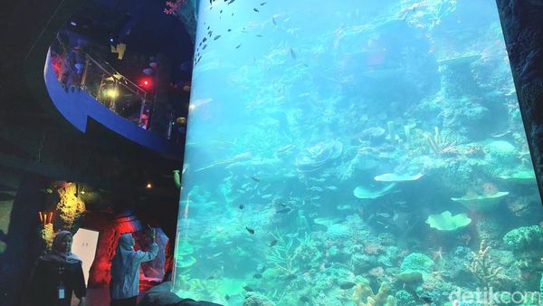 Foto: BXsea, Akuarium Indoor di Tangsel dengan Tunnel Terbesar di Asia Tenggara