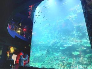 Foto: BXsea, Akuarium Indoor di Tangsel dengan Tunnel Terbesar di Asia Tenggara Foto: BXsea, Akuarium Indoor di Tangsel dengan Tunnel Terbesar di Asia Tenggara