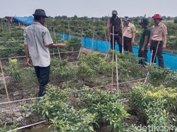 Harga Tinggi, Petani Cabai di Indramayu Dipukul Mundur Hama