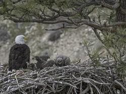 Pria Ini Bunuh 3.600 Elang Dilindungi AS, Hukumannya 5 Tahun Penjara