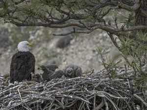 2 Pemburu Asal AS Kena Getahnya Usai Bunuh 3.600 Burung 2 Pemburu Asal AS Kena Getahnya Usai Bunuh 3.600 Burung
