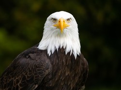 Pemburu Sombong Bunuh 3.600 Burung, Termasuk Lambangnya Amerika