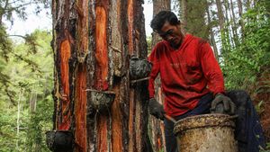 Begini Lho Cara Menyadap Getah Pinus