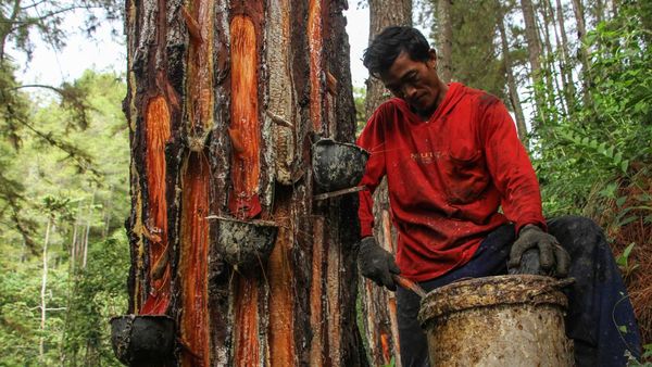 Begini Lho Cara Menyadap Getah Pinus