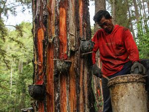 Begini Lho Cara Menyadap Getah Pinus Begini Lho Cara Menyadap Getah Pinus