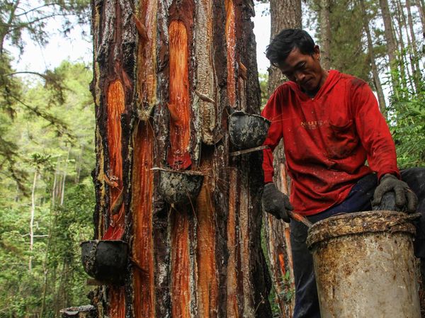 Begini Lho Cara Menyadap Getah Pinus
