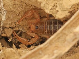 Peneliti Temukan Spesies Hewan Berbisa Baru di Gurun, Seperti Apa Bentuknya?