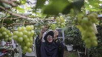 Kreatif! Lahan Sempit di Depok Disulap Jadi Kebun Anggur