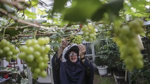 Kreatif! Lahan Sempit di Depok Disulap Jadi Kebun Anggur