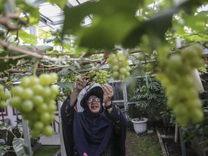 Kreatif! Lahan Sempit di Depok Disulap Jadi Kebun Anggur