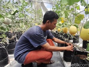 Sensasi Memetik Melon Sultan Langsung dari Pohonnya di Pangandaran Sensasi Memetik Melon Sultan Langsung dari Pohonnya di Pangandaran