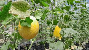Melihat Perawatan hingga Panen Melon Sultan di Pangandaran