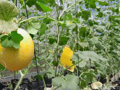 Melihat Perawatan hingga Panen Melon Sultan di Pangandaran