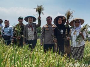 Metode Salibu, Petani di Bandung Bisa Panen 7 Kali Setahun Metode Salibu, Petani di Bandung Bisa Panen 7 Kali Setahun