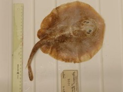 4 Fakta Menarik Ikan Pari Jawa yang Disebut Punah karena Ulah Manusia