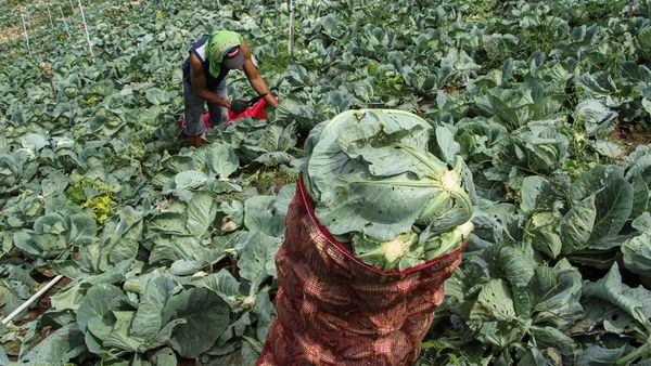 Melihat Panen Kubis di Enkerang Sulsel