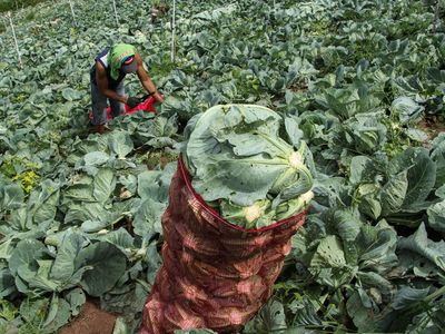 Melihat Panen Kubis di Enkerang Sulsel