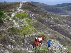 Peneliti Klaim Temukan Dunia Hilang di Indonesia, Ada Gajah Mini!