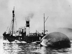 Raksasa Lautan Kembali ke Wilayah Tropis, Sebelumnya Habis Dibantai