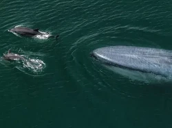 67 Jenis Ikan yang Dilindungi di Indonesia: Mulai dari Paus hingga Lumba-lumba