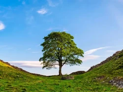 Pohon Ikonik Robin Hood Ditebang, Benih Diharap Tumbuh Menggantikan