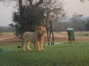 Lapangan Gol Ekstrem yang di Dalamnya Ada Singa