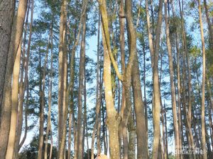 Begitu Teduh Hutan Pinus Senggarang Agung Kerinci