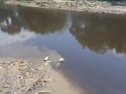 Penampakan Air Bengawan Solo Menghitam Diduga Tercemar Limbah Ciu