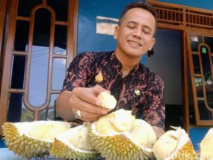 Durian Basar Purworejo Bikin Penasaran, Pembeli Harus Inden Durian Basar Purworejo Bikin Penasaran, Pembeli Harus Inden