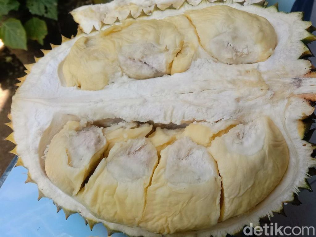 Durian Basar Purworejo Jadi Incaran, Pembeli Perlu Indent!