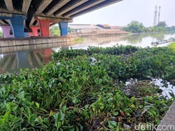 Eceng Gondok Menginvasi Rolag Gunung Sari Surabaya