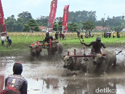 Melihat Karapan Kerbau Jelang Musim Tanam Padi di Lumajang