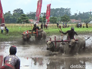 Melihat Karapan Kerbau Jelang Musim Tanam Padi di Lumajang Melihat Karapan Kerbau Jelang Musim Tanam Padi di Lumajang