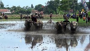 Serunya Karapan Kerbau di Lumajang