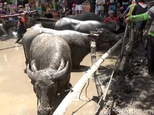 Kerbau di Lahat Terserang Ngorok, DKPP Sumsel: Aman Dikonsumsi Asal...