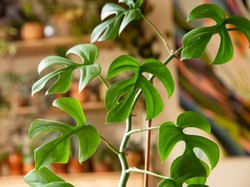 5 Jenis Tanaman untuk Kamar Tertutup yang Baik untuk Kesehatan