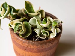 Begini Cara Aman Mengemas Tanaman saat Pindah Rumah