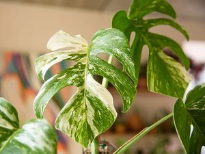 7 Tips Merawat Tanaman Hias Supaya Tumbuh Sehat dan Kuat di Rumah