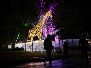Kebun Binatang Johannerburg Bersolek Jelang Natal Kebun Binatang Johannerburg Bersolek Jelang Natal