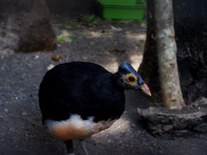 Cara Unik Burung Maleo dari Sulawesi Mengerami Telur: Pakai Panas Bumi