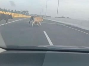 Lembu Berkeliaran di Tol Sibanceh, Polantas Turun Tangan