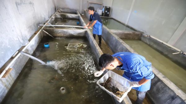 Lobster Masih jadi Incaran Pasar Global