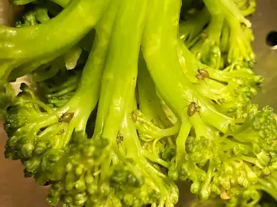 Zonk! 10 Makanan Ini Bikin yang Melihatnya Hilang Nafsu Makan