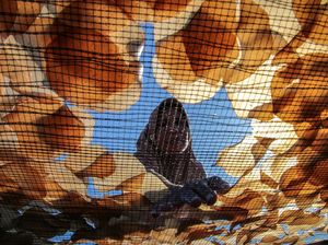 Produksi Kamplang Khas Bajo Sangkuang Mengalami Penurunan Produksi Kamplang Khas Bajo Sangkuang Mengalami Penurunan