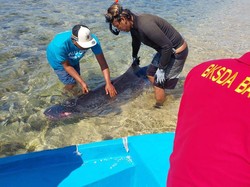 Terungkap, Jenis Satwa Laut yang Mati Terdampar di Pantai Semawang Sanur