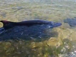 Viral Satwa Laut Terdampar di Pantai Semawang Sanur, Tubuh Penuh Luka